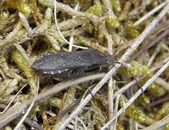 Attēlu rezultāti vaicājumam “Alydus calcaratus”