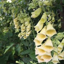 Image result for Digitalis grandiflora