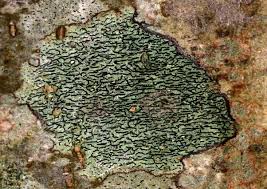 Attēlu rezultāti vaicājumam “Opegrapha atra”