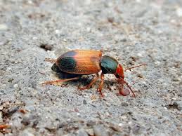 Attēlu rezultāti vaicājumam “Diachromus germanus”