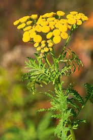 Image result for Tanacetum vulgare