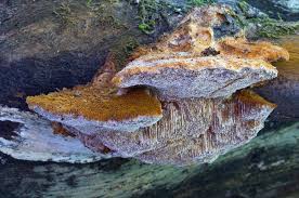 Attēlu rezultāti vaicājumam “Inonotus rheades”