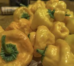 Afbeeldingsresultaat voor yellow mushroom hot pepper