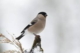 Attēlu rezultāti vaicājumam “Pyrrhula pyrrhula female”