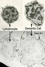 Attēlu rezultāti vaicājumam “Cinclidotus danubicus cells”