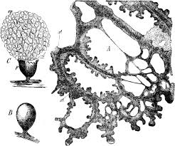 Attēlu rezultāti vaicājumam “Didymium spongiosum spores”