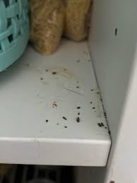 Image result for insect poop