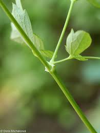 Attēlu rezultāti vaicājumam “Thalictrum flavum fruit”