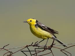 Attēlu rezultāti vaicājumam “Motacilla citreola”