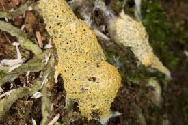 Attēlu rezultāti vaicājumam “Fuligo septica var. rosea young”