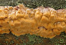 Attēlu rezultāti vaicājumam “Hapalopilus aurantiacus”