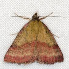 Attēlu rezultāti vaicājumam “Phytometra viridaria”