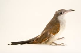 Image result for Coccyzus americanus