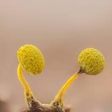 Attēlu rezultāti vaicājumam “Physarum viride var. aurantium stalked”