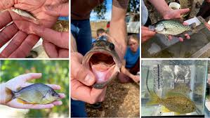 Image result for Ptychocheilus grandis