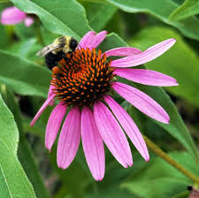 Attēlu rezultāti vaicājumam “Calamagrostis purpurea fruit”