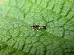 Attēlu rezultāti vaicājumam “Cribraria rubiginosa macro”