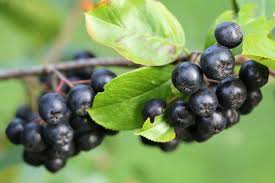 Attēlu rezultāti vaicājumam “Aronia melanocarpa fruit”
