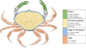 Image result for Cancer irroratus