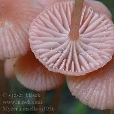 Attēlu rezultāti vaicājumam “Mycena rosella”