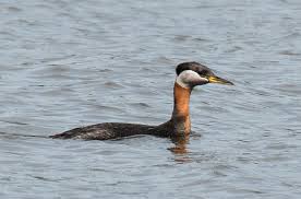 Attēlu rezultāti vaicājumam “Podiceps grisegena adult”