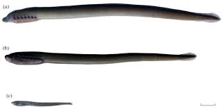 Attēlu rezultāti vaicājumam “Lampetra planeri”