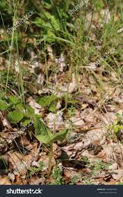Attēlu rezultāti vaicājumam “Listera ovata leaf”