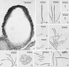 Attēlu rezultāti vaicājumam “Nectria sp., Neonectria sp.”