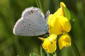 Attēlu rezultāti vaicājumam “Everes argiades underside”