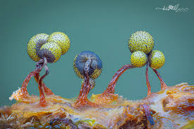 Attēlu rezultāti vaicājumam “Cribraria aurantiaca young”