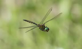 Attēlu rezultāti vaicājumam “Somatochlora flavomaculata”