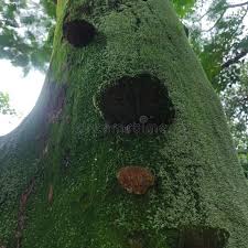 Attēlu rezultāti vaicājumam “Ulota crispa”