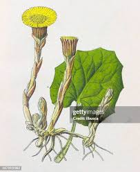 Attēlu rezultāti vaicājumam “Tussilago farfara leaf”