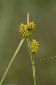 Attēlu rezultāti vaicājumam “Schoenus ferrugineus fruit”