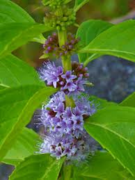 Attēlu rezultāti vaicājumam “Mentha arvensis flower”