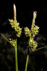 Attēlu rezultāti vaicājumam “Carex pilulifera”