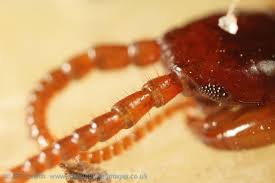 Attēlu rezultāti vaicājumam “Lithobius forficatus”