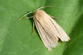 Attēlu rezultāti vaicājumam “Mythimna impura”