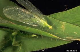 Attēlu rezultāti vaicājumam “Chrysopidae”