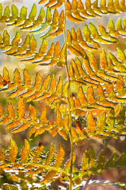 Attēlu rezultāti vaicājumam “Pteridium aquilinum”
