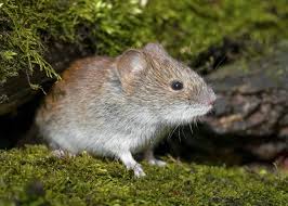 Attēlu rezultāti vaicājumam “Myodes glareolus”