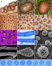 Attēlu rezultāti vaicājumam “Lycogala cf. oleocrystalliferum macro”