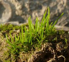 Attēlu rezultāti vaicājumam “Anthocerotopsida”