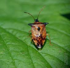 Attēlu rezultāti vaicājumam “Elasmucha ferrugata”