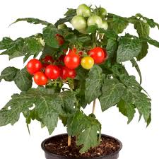 Attēlu rezultāti vaicājumam “Lycopersicon esculentum”