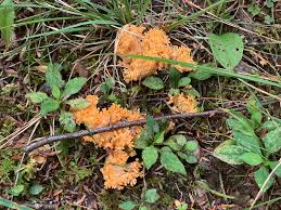 Attēlu rezultāti vaicājumam “Ramaria formosa”