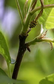 Attēlu rezultāti vaicājumam “Psyllobora vigintiduopunctata larva”