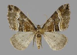 Attēlu rezultāti vaicājumam “Perizoma bifaciata”