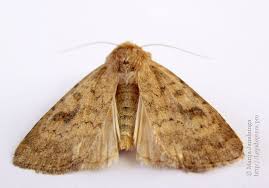 Attēlu rezultāti vaicājumam “Caradrina morpheus”