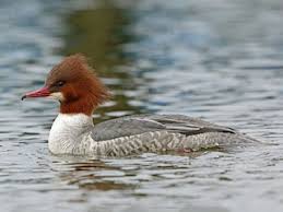 Attēlu rezultāti vaicājumam “Mergus merganser”